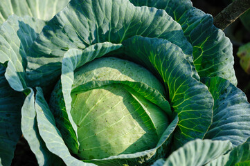 Wall Mural - Green cabbage in growth at vegetable garden