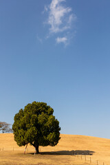 Wall Mural - lonely tree in the field