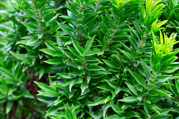 Wall Mural - Close-up of green myrtle leaves on a blurred background. Summer background of fresh leaves.