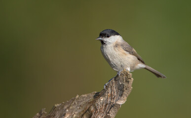 Wall Mural - The marsh tit - at a wet forest in autumn