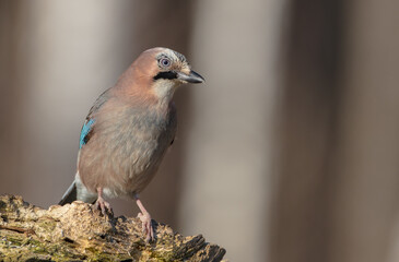 Wall Mural - Eurasian Jay - in winter at the wet forest