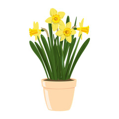 Poster - Potted plant Daffodills daffodils illustration flower vector