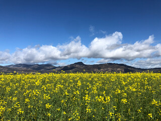 field of flowers with mountains in the back