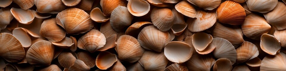 Canvas Print - Seashells in warm, earthy tones create a textured background.