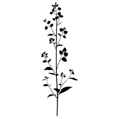 Canvas Print - Wild flower Dogbane illustration silhouette minimalist vector