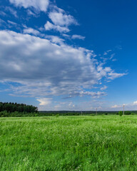Wall Mural - field of grass with a blue sky in the background
