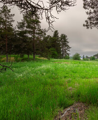 Wall Mural - field of grass with a few trees in the background