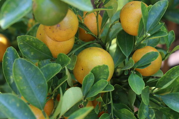 Canvas Print - Oranges on the tree in the garden