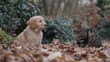 © Ari - Golden Retriever Puppy and Tabby Cat Encounter in Autumn Woods