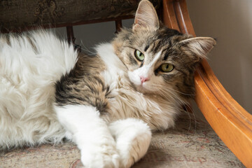 Wall Mural - Beautiful cat lying on home chair and looking at camera