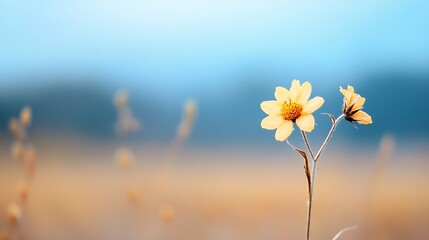 Fototapete - Delicate yellow flowers standing elegantly against a blurred blue background in nature setting : Generative AI