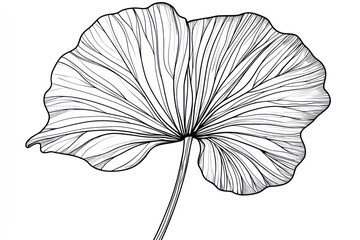 Line art leaf drawing, botanical illustration, white background, design element