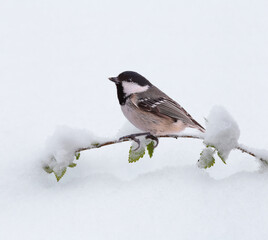 Wall Mural - Black-headed tit on a snow-covered branch of a bush.....among the white snow.