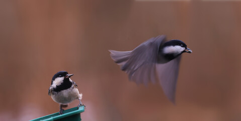 Wall Mural - A pair of Black-headed tit near a feeder with seeds in their beaks... One of them flies away..