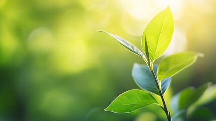 Aufkleber - Close up of green leaves glowing in sunlight showcasing nature's beauty and tranquility : Generative AI