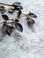 Poster - Closeup view of dark dry leaves on rough stone background in artistic arrangement : Generative AI