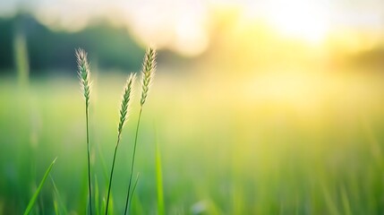 Aufkleber - Close up view of dewkissed grass in a serene field during golden hour capturing the beauty of nature : Generative AI