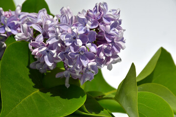 Wall Mural - a twig of terry lilac on a white background. lilac flowers close up. selective focus. without retouc