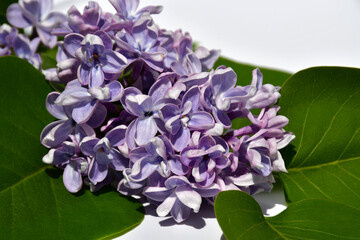 Wall Mural - a twig of terry lilac on a white background. lilac flowers close up. selective focus. without retouc
