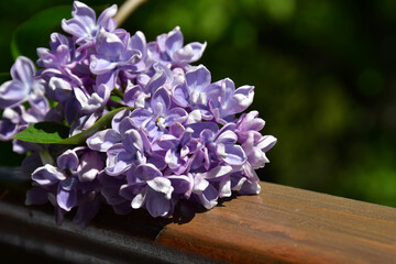 Wall Mural - a branch of terry lilac lies on a wooden railing. lilac flowers close up against a blurred backgroun