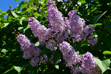 Wall Mural - a blooming lilac bush in the garden on a sunny spring day. large inflorescences of lilac flowers clo