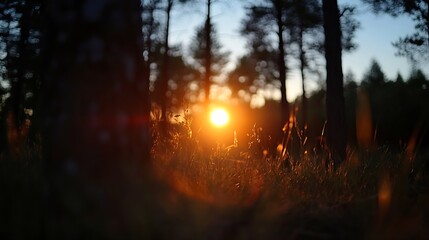 Aufkleber - Golden Sunrise Glowing Through Trees in a Peaceful Forest Setting with Lush Green Grass : Generative AI