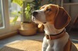 © Maria - Beagle sitting by a sunlit window looking outside