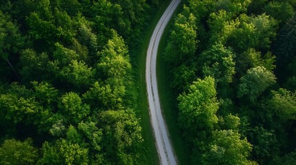 Poster - Aerial view of a winding road surrounded by lush green trees creating a serene landscape : Generative AI