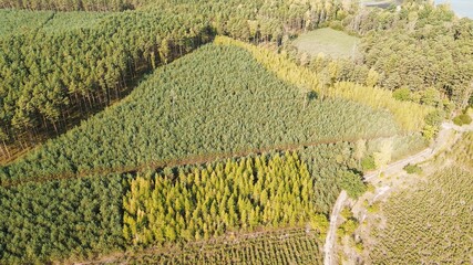 Poster - Pine forest aerial view in rural countryside