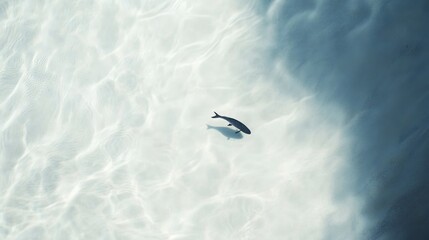 Wall Mural - Small Fish Swimming in Clear Blue Ocean Water with Sunlight Reflections