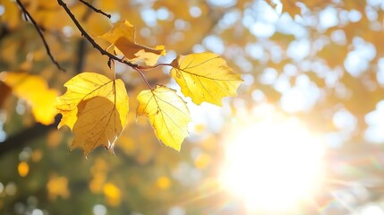 Poster - Sunlit autumn leaves glowing brightly against a softly blurred background : Generative AI