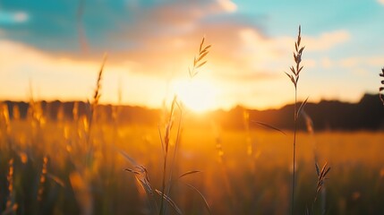 Aufkleber - Golden hour glowing field of tall grass swaying gently under a bright sunset sky : Generative AI