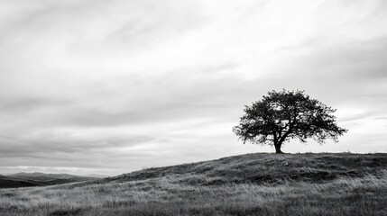 Aufkleber - Lonely tree standing tall on grassy hillside under dramatic cloudy sky in peaceful black and white setting : Generative AI