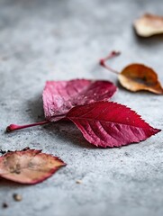 Leinwandbilder - Closeup of Colorful Autumn Leaves Displaying Rich Red and Brown Tones on a Surface : Generative AI