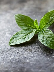 Poster - Fresh mint leaves displayed on a textured surface highlighting the beauty of natural herbs and greenery : Generative AI