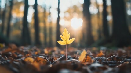 Poster - Golden autumn leaf emerging from forest floor surrounded by warm sunlight and trees : Generative AI