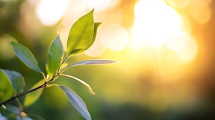Poster - Sunkissed leaves with a soft glow and bokeh effect creating a tranquil atmosphere in nature : Generative AI