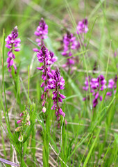 Wall Mural - Polygala comosa blooms in nature