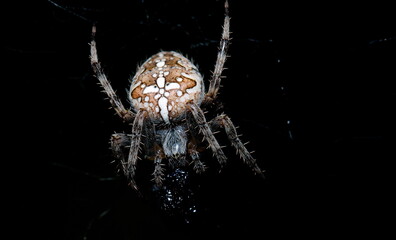 spider on a web