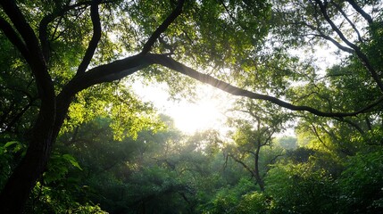 Aufkleber - Sunlight filtering through lush green trees in a vibrant forest setting : Generative AI