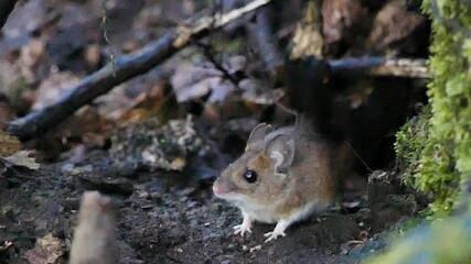 Wall Mural - Field mouse in the forest