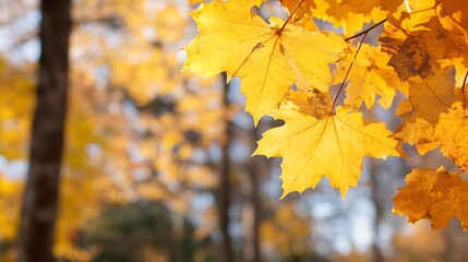 Poster - Vibrant autumn leaves glowing in the sunlight against a blurred forest backdrop : Generative AI