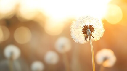 Fototapete - Bright dandelion seed head glowing in soft warm light during sunset : Generative AI