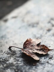 Leinwandbilder - Beautifully detailed fallen maple leaf lying on a textured stone surface capturing the essence of autumn : Generative AI