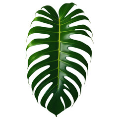 Wall Mural - Monstera Jungle Plant isolated on transparent background