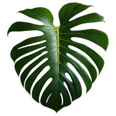 Wall Mural - Monstera Jungle Plant isolated on transparent background