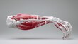 © MAKASIHMAS SIDNEY - 3D Human Arm Muscles and Bones Anatomy