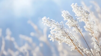Aufkleber - Delicate FrostCovered Grass and Plants Glistening in Soft Natural Light : Generative AI