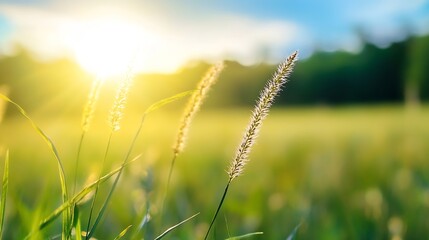Aufkleber - Bright sun illuminating lush green grass under a clear blue sky in a peaceful landscape : Generative AI