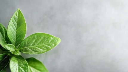 Poster - Closeup of lush green leaves with a textured surface on a soothing gray background exuding tranquility and calm : Generative AI